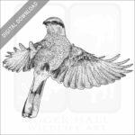 Great Grey or Northern Shrike