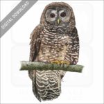 Northern Spotted Owl stock image