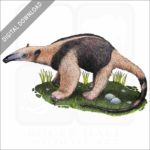 Northern Tamandua Anteater stock image