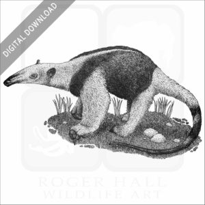 Northern Tamandua Anteater