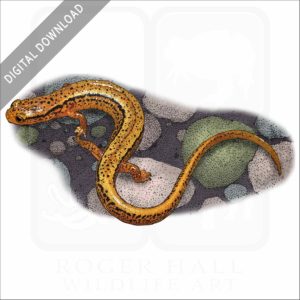 Northern Two-Lined Salamander stock image