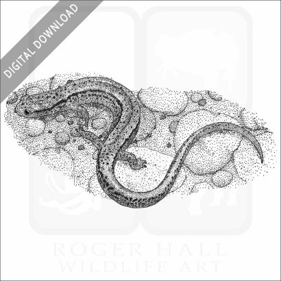 Stock Art Drawing of a Northern Two-Lined Salamander - Image 2
