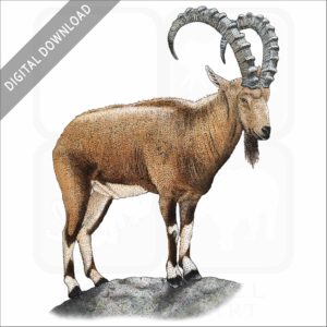 Nubian Ibex stock image