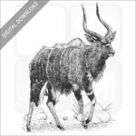 Nyala