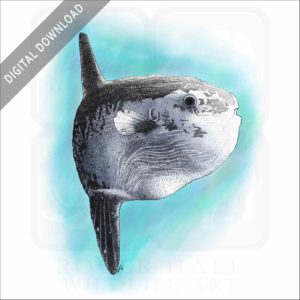 Ocean Sunfish stock image