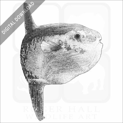 Ocean Sunfish