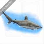 Ocean Whitetip Shark stock image