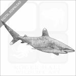 Ocean Whitetip Shark