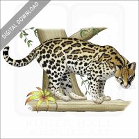 Ocelot stock image