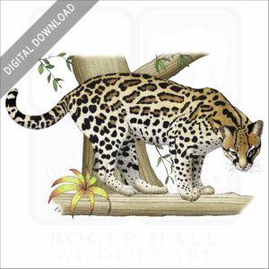 Ocelot stock image