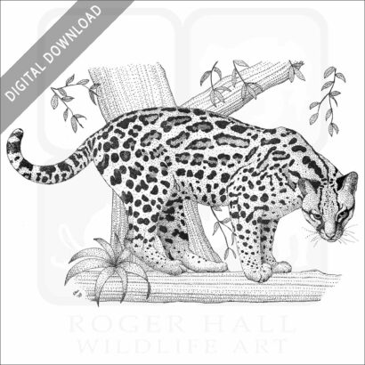 Ocelot