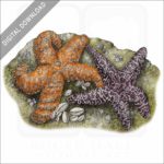 Ochre Sea Stars stock image
