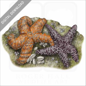 Ochre Sea Stars stock image