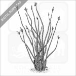 Ocotillo stock image