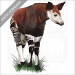 Okapi stock image