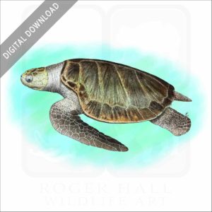Olive Ridley Sea Turtle stock image