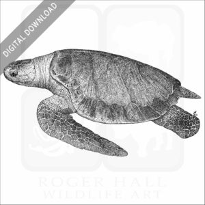 Olive Ridley Sea Turtle