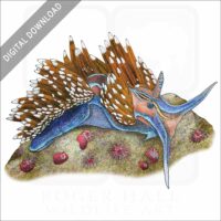 Opalescent Nudibranch stock image
