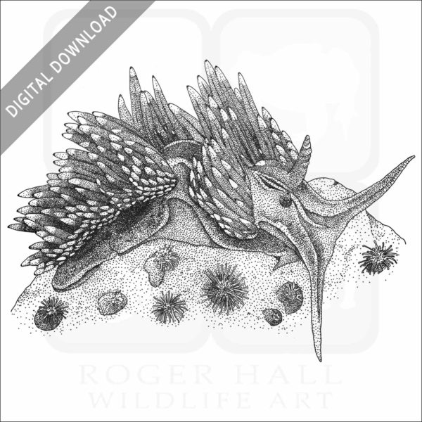 Opalescent Nudibranch