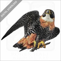 Orange-Breasted Falcon stock image