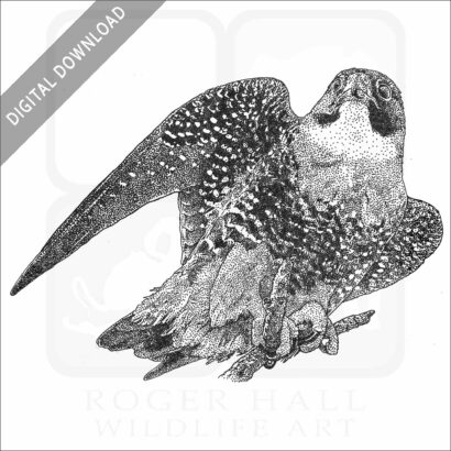 Orange-Breasted Falcon