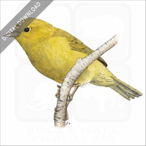 Orange-Crowned Warbler stock image