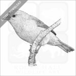 Orange-Crowned Warbler