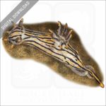 Orange-Spike Polycera stock image