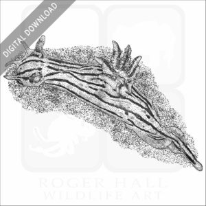 Orange-Spike Polycera