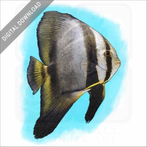 Orbicular Batfish stock image