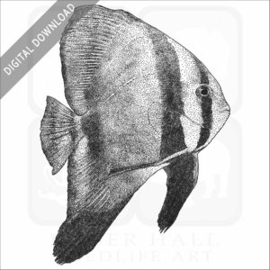 Orbicular Batfish