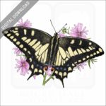 Oregon Swallowtail Butterfly stock image