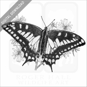 Oregon Swallowtail Butterfly