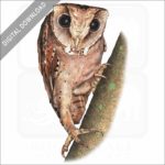 Oriental Bay Owl stock image
