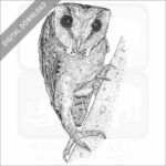 Oriental Bay Owl