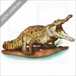 Orinoco Crocodile stock image