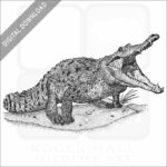 Orinoco Crocodile