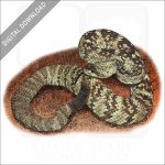 Eastern Black-Tailed Rattlesnake stock image