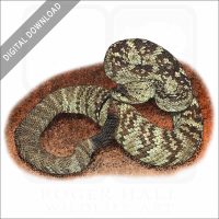 Eastern Black-Tailed Rattlesnake stock image