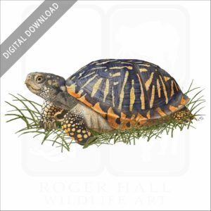 Ornate Box Turtle stock image