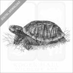 Ornate Box Turtle