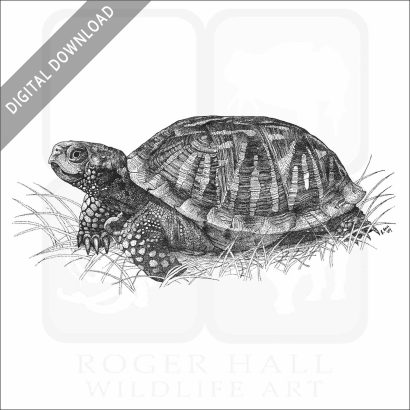 Ornate Box Turtle