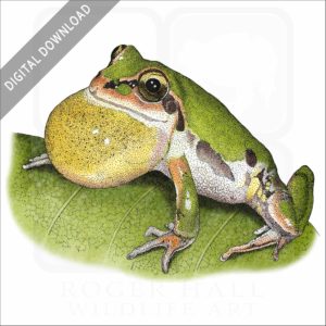 Ornate Chorus Frog stock image