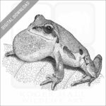 Ornate Chorus Frog
