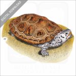 Ornate Diamondback Terrapin stock image
