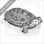 Ornate Diamondback Terrapin