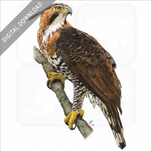 Ornate Hawk-Eagle stock image