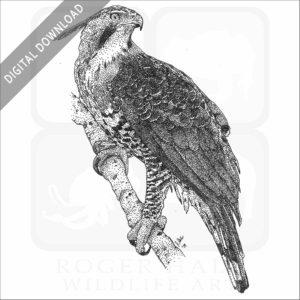 Ornate Hawk-Eagle