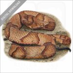 Osage Copperhead stock image