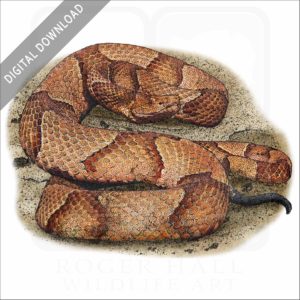 Osage Copperhead stock image